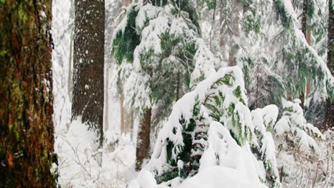 trees covered in snow