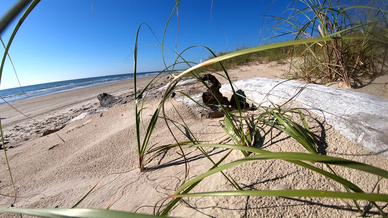 모래 언덕에서 자라는 풀을 통과하여 모래 언덕 가장자리에 있는 두 개의 유목을 향해 이동 - 해변