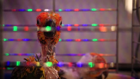 crías de periquitos solares a la venta en una tienda de mascotas