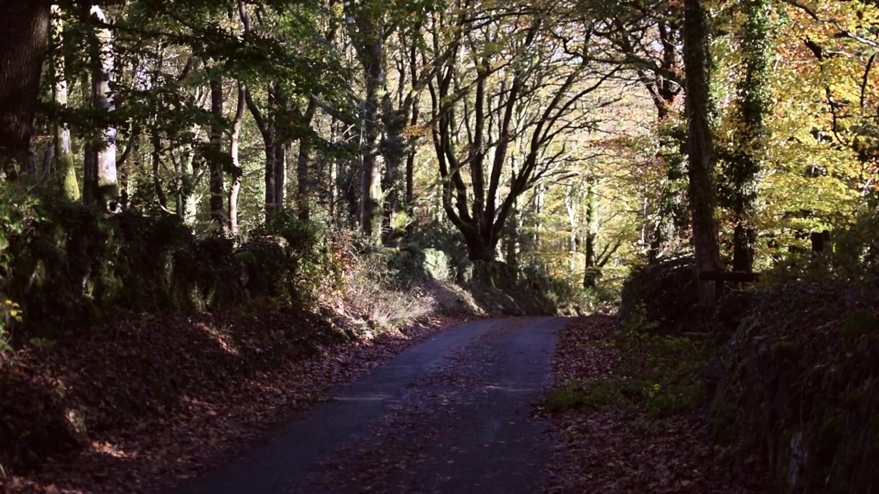 Woodland roads in the afternoon light