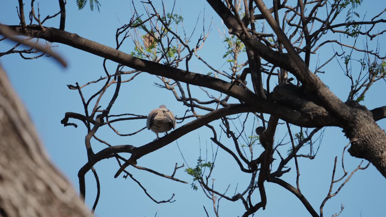 A collared dove perched on tree branches against a blue sky