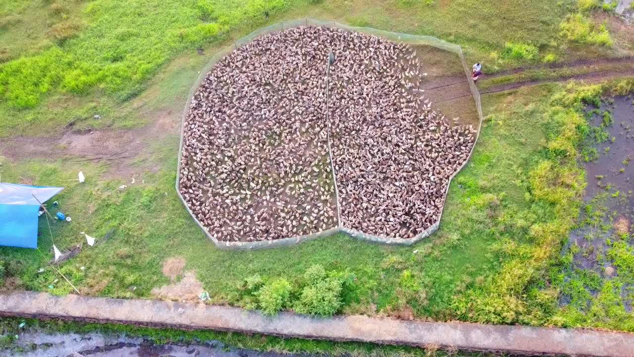 High-angle aerial drone shot of a massive flock of ducks gathered in a fenced enclosure on a rural farm. Cinematic view of sustainable livestock farming in a field