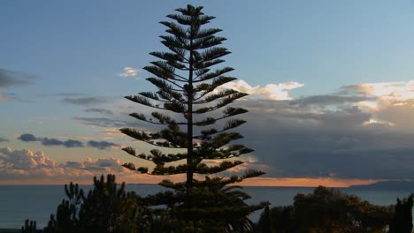 gorgeous clouds behind a norfolk pine and the ocean along californias central coast