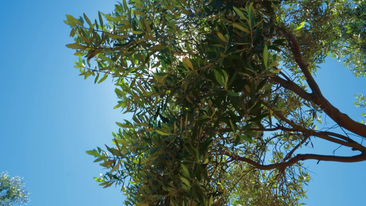 줄 사이에 긴 풀이 있는 화창한 여름날의 올리브 과수원