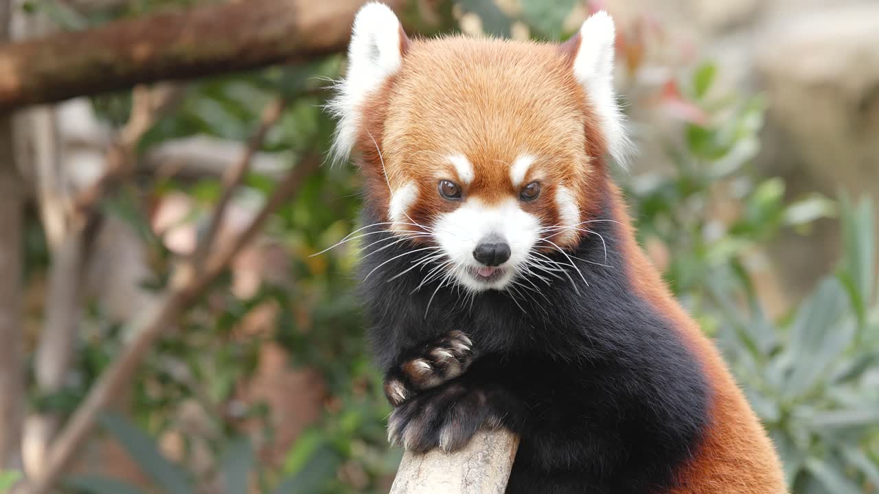 Red panda at zoo