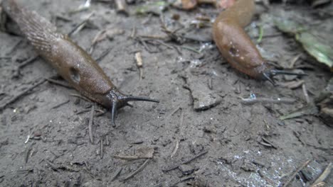 two brown slugs crawling along on the forest ground