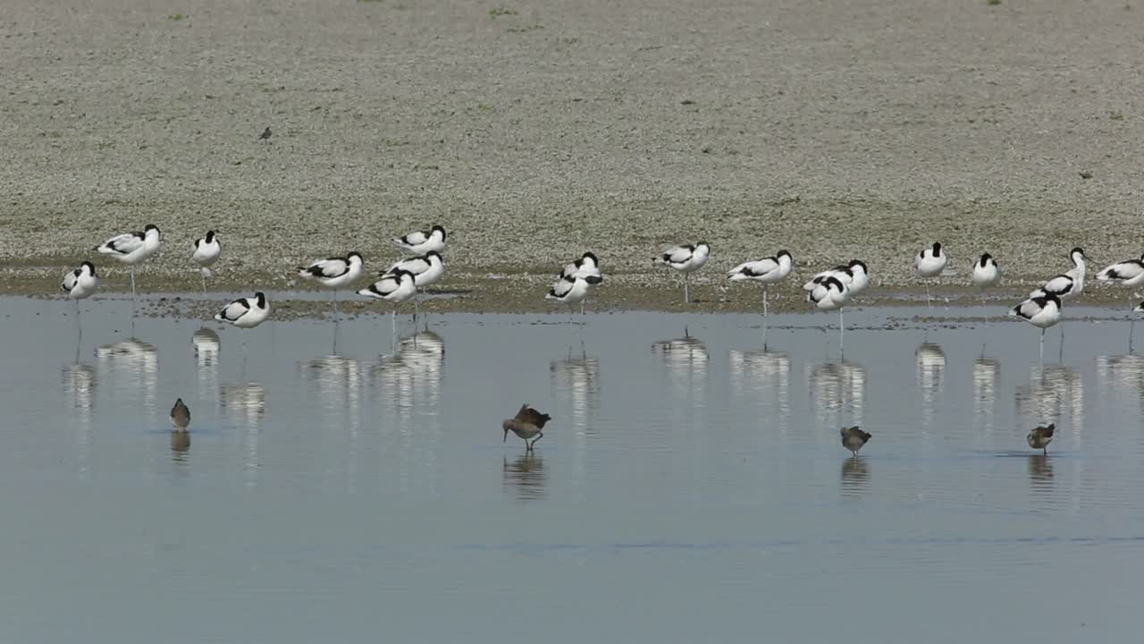"A flock of Pied avocet At rest on the riverbank