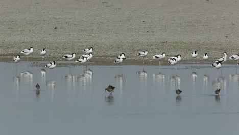 "a flock of pied avocet at rest on the riverbank