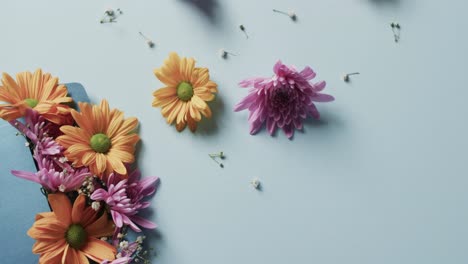 video de flores amarillas y rosadas en sobre azul y espacio de copia sobre fondo azul