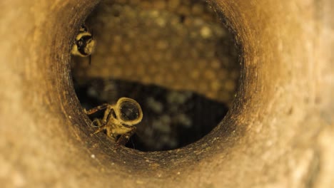 macro shot from inside a beehive where two bees are working