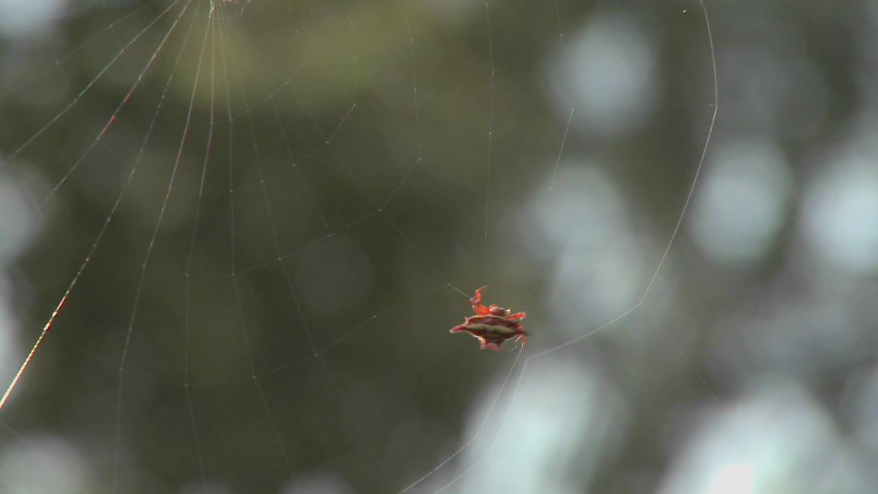 아프리카 거미는 꼼꼼하게 웹을 회전