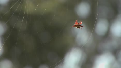 una araña africana teje meticulosamente su red