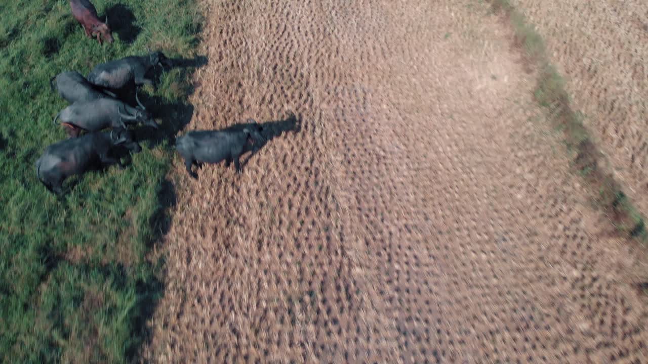 drone primer plano arriba de un campo verde y amarillo de hierba con toros con cuernos y vacas comiendo hierba