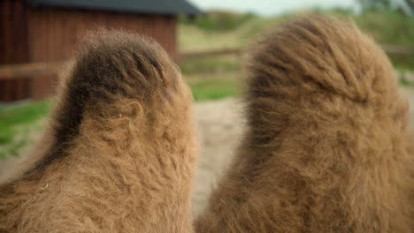 hairy camel humps filmed in a zoo close