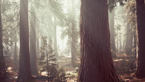 giant sequoias in the giant forest grove in the sequoia national park