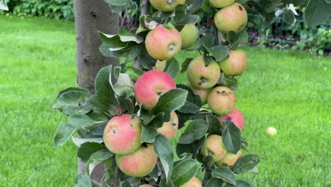 las manzanas maduras hacen que las ramas del manzano se doblen
