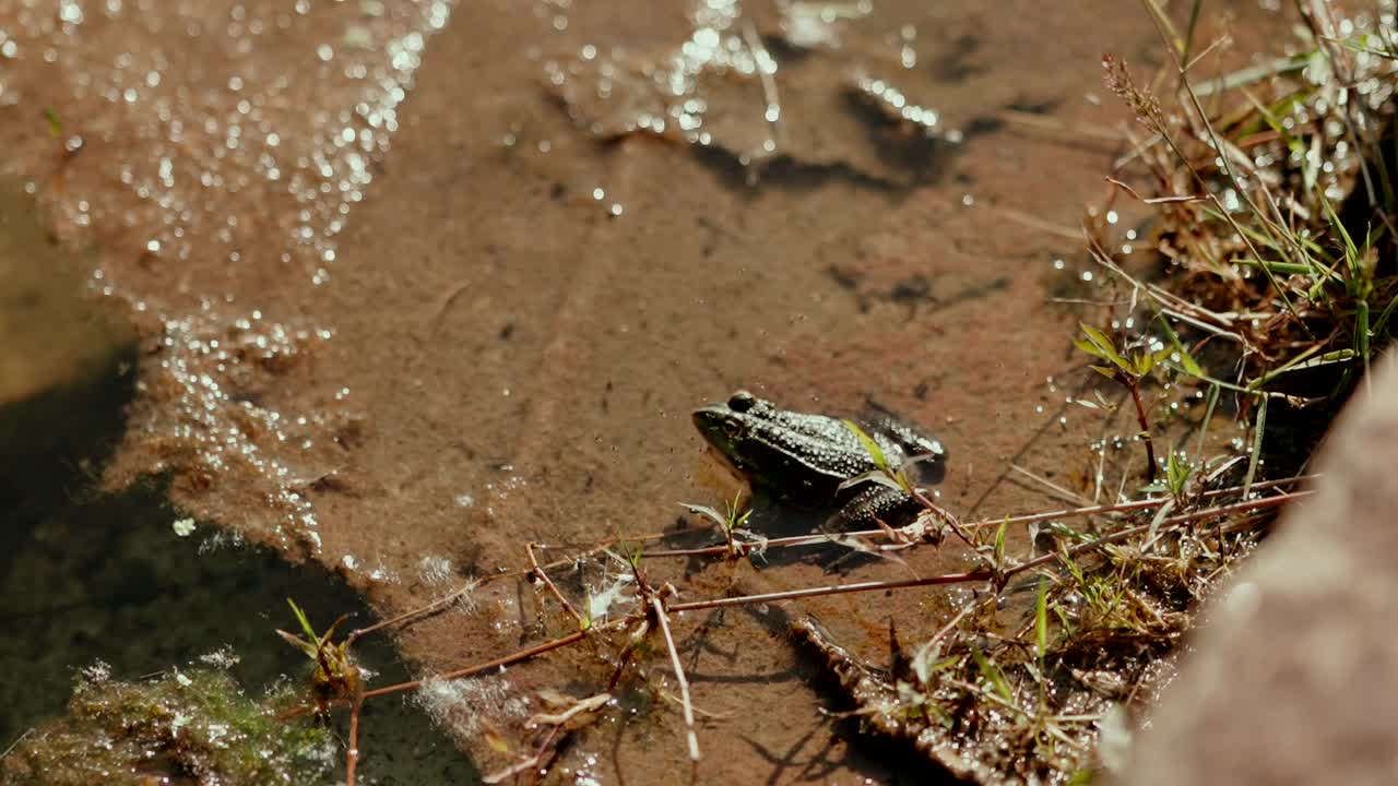 close up of a small frog sitting on wet mud near pond water in warm afternoon light
