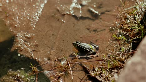 close up of a small frog sitting on wet mud near pond water in warm afternoon light