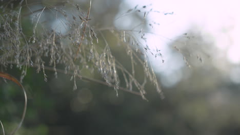 Pflanzen-Wehen-Sanft-Im-Wind-In-Der-Natur