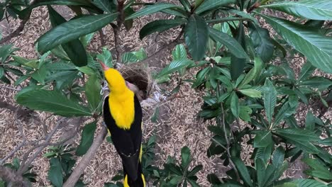 male golden oriole bird feeding the chicks in nest