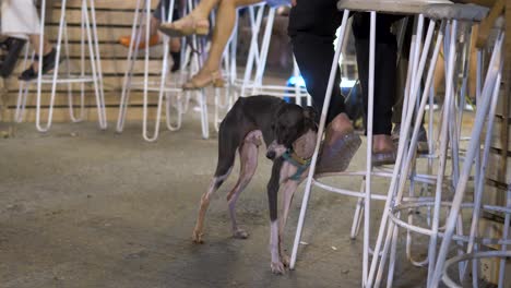 very tired greyhound dog leaning against bar stool with owner