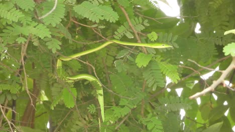 Serpiente-Látigo-De-Nariz-Larga-Relajándose-En-El-árbol