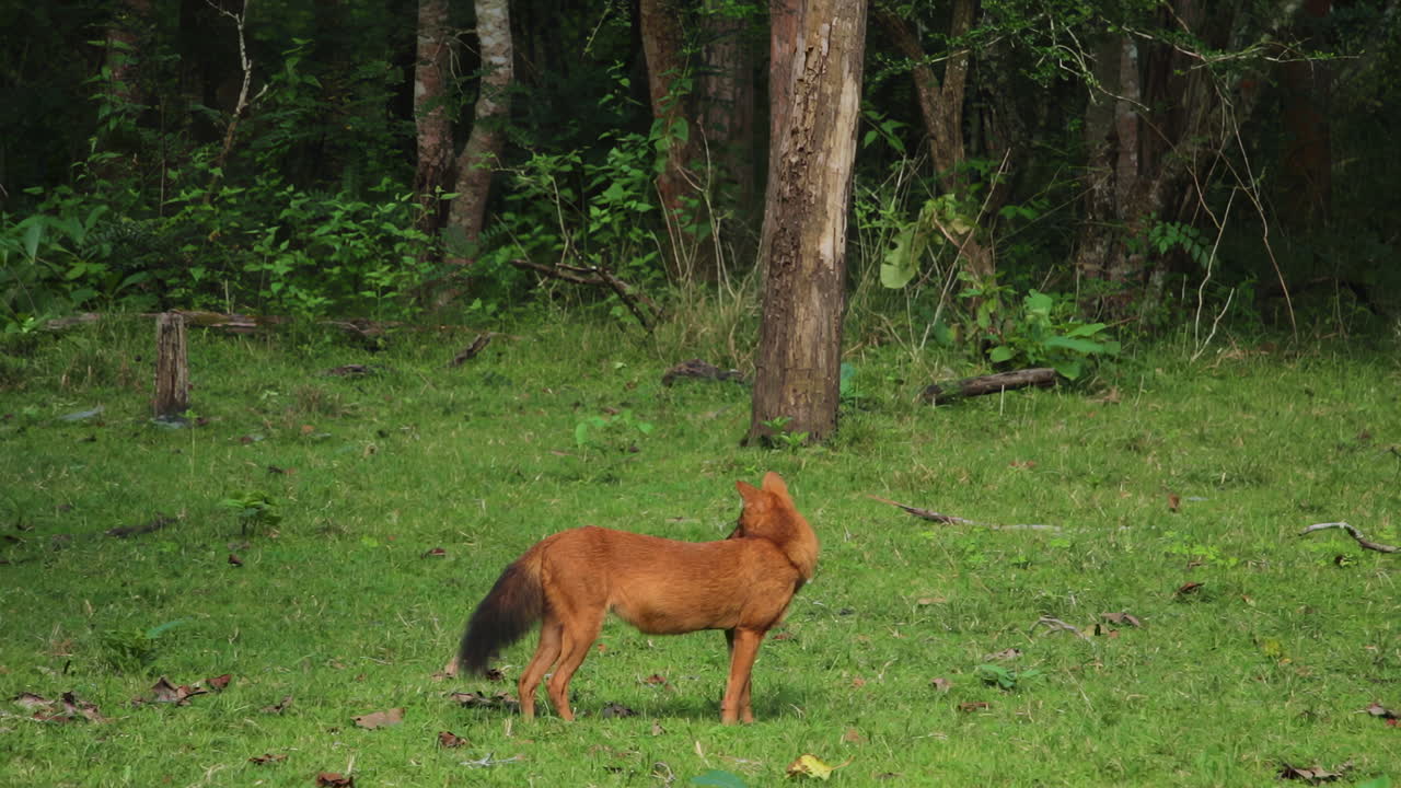 Morning Dhole Indian Wild Dog walking in Nagarahole Forest, India