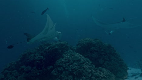 experience the awe-inspiring sight of giant manta rays gliding gracefully over a bustling cleaning station in rasdhoo atoll, maldives.