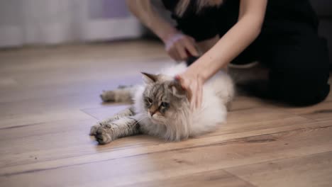 Unerkennbare-Frau-Kämmt-Das-Fell-Einer-Flauschigen-Grauen-Katze-Auf-Dem-Boden