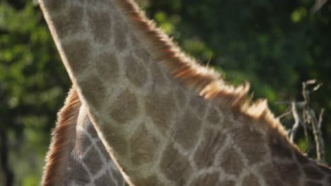 Closeup-of-baby-giraffe-head-turning-sideways-behind-pacing-mother