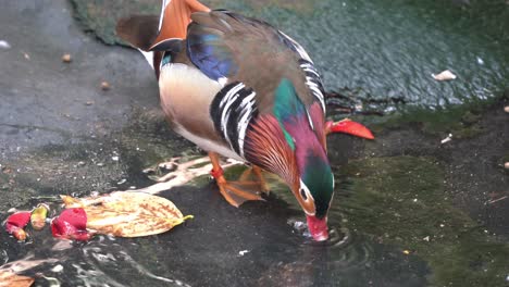 beautiful mandarin duck, aix galericulata, with stunning multicolored iridescent plumage, standing on pond shore, dipping its beak into the water, foraging for feeds, close up shot at wildlife park