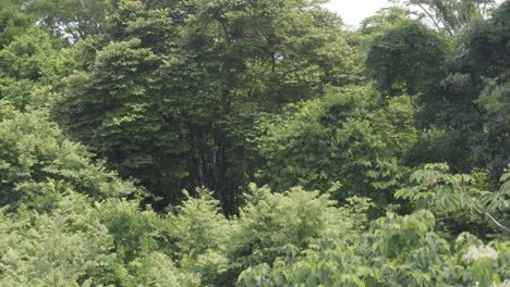 climbing-over-the-treetops-to-reveal-a-big-rainforest