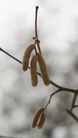 Fruits of the trees hanging