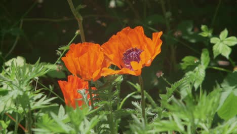 Drei-Orangefarbene-Mohnblumen-Und-Ihre-Blütenblätter-Wehen-Im-Wind,-Zeitlupe