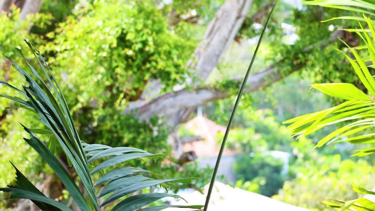 Palm leaves sway gently in the tropical breeze, set against lush greenery and bright sunlight in Phuket, Thailand