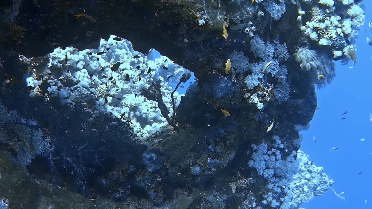 Underwater shots while diving on a colourful reef with many fishes.