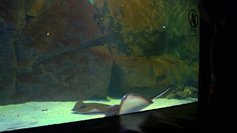 Handgehaltene-Gruppe-Von-Mantarochen,-Die-In-Einem-Aquarium-Gefangen-Sind-Und-Am-Sand-Entlang-Schwimmen