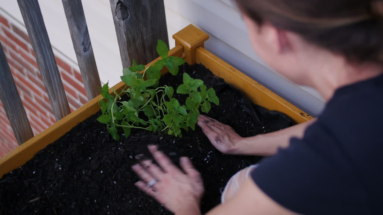 정원에서 페퍼민트 심기 젊은 여자