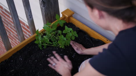 young woman planting peppermint in garden