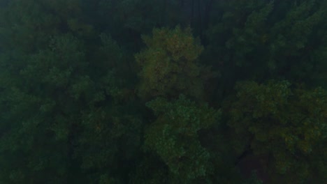 Dunkler,-Geheimnisvoller-Waldnebel,-Draufsicht-Am-Frühen-Morgen-An-Einem-Kühlen-Herbsttag