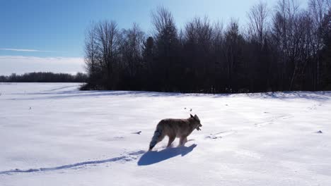 Coyote-Corriendo-A-Través-De-La-Nieve-En-Polvo-Profunda-Y-Los-Campos-Para-Sobrevivir-Al-Frío-Invierno