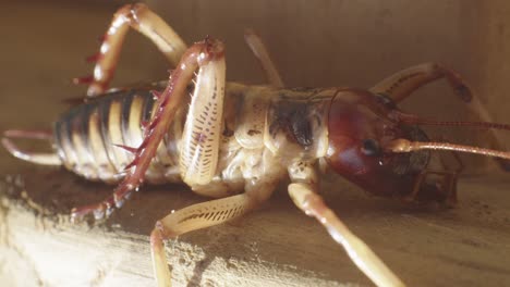 una foto macro de cerca de un weta, nativo de nueva zelanda