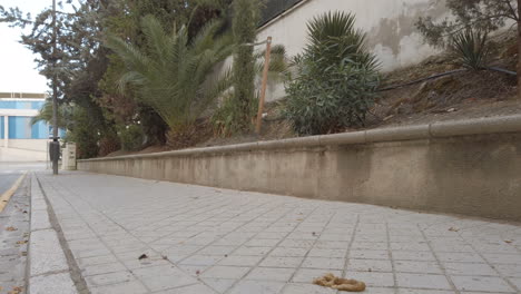 boxer dog pooping in the street
