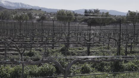 Overview-of-a-California-wine-vineyard,-out-of-season-and-dry-with-snow-covered-mountains