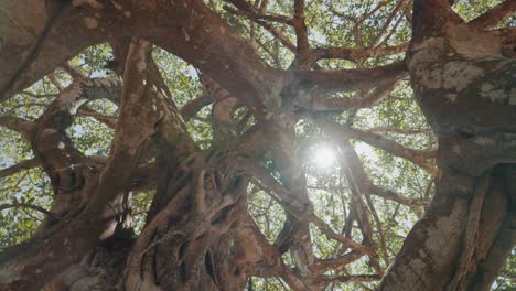 viejo árbol de ficus en la selva costarricense, sol que estalla a través del dosel