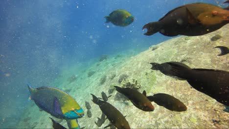 colourful parrot fish swim passed camera in line