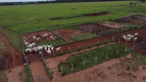 granjero pastoreando vacas nelore con un perro en pasto, brasil, vista aérea