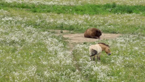 a buffalo and a mongolian wild horse together on a field