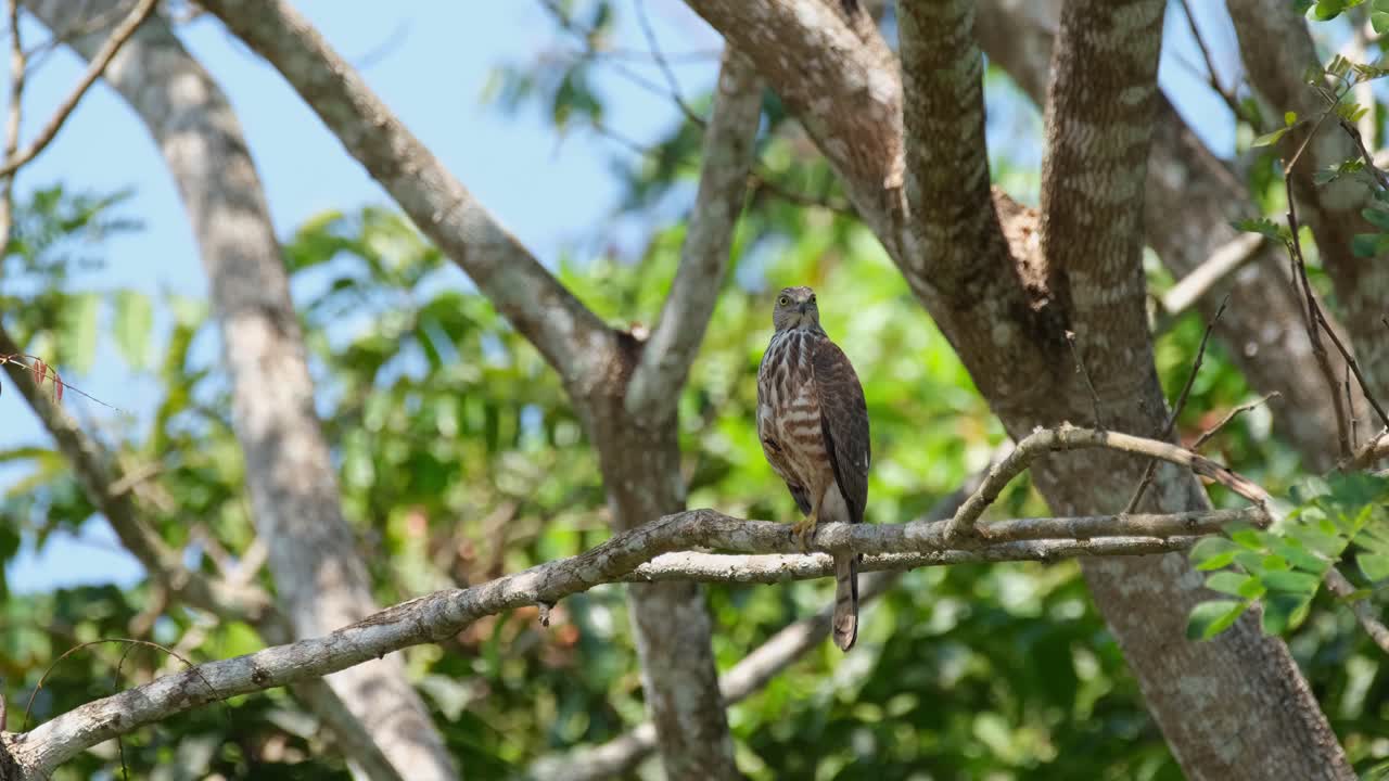 shikra, accipiter badius, parque nacional khao yai, tailandia