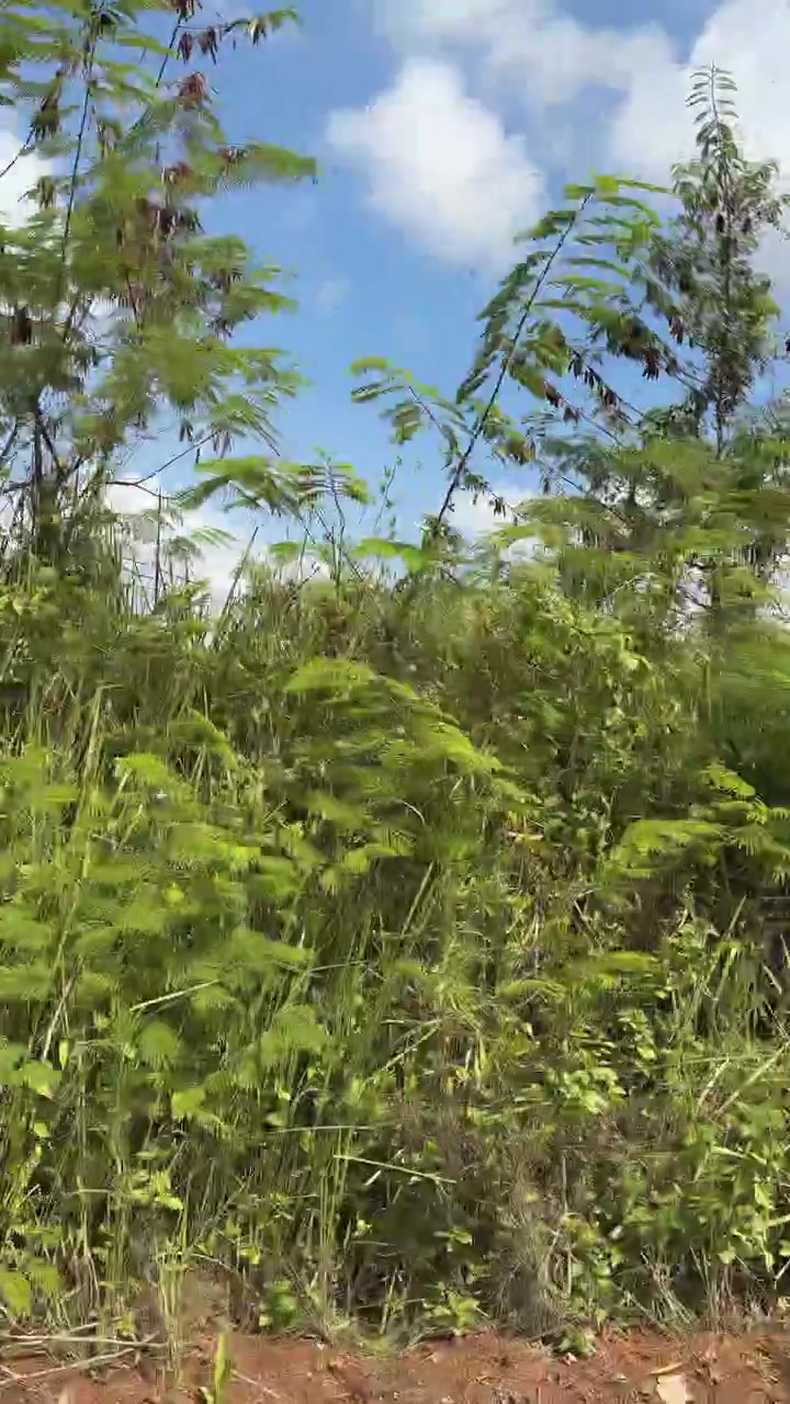 Exuberante vegetación verde y árboles contra un cielo azul